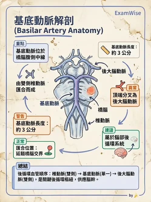 物治 - 腦中風病理與血管解剖 - AI 圖文解析預覽