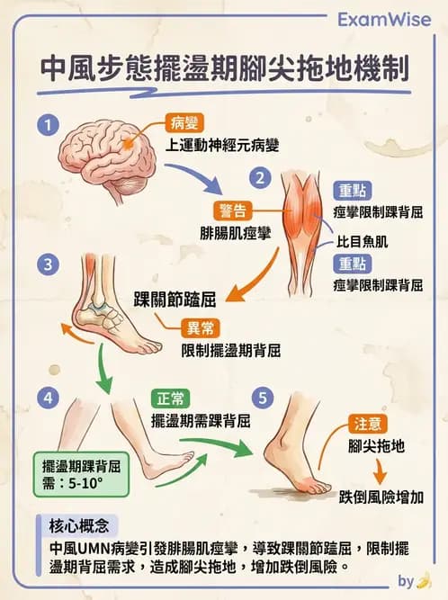 物治 - 腦中風步態分析與行走訓練 - AI 圖文解析預覽