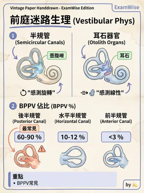 物治 - 前庭系統與前庭復健 - AI 圖文解析預覽