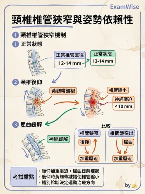 物治 - 頸椎評估與病理 - AI 圖文解析預覽