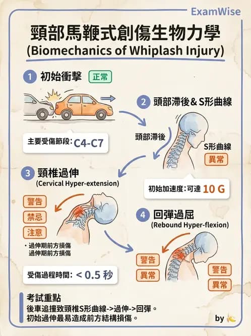 物治 - 頸椎評估與病理 - AI 圖文解析預覽