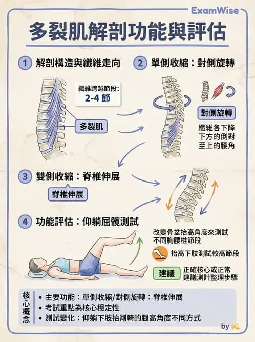 物治 - 腰椎穩定訓練與治療原則 - AI 圖文解析預覽
