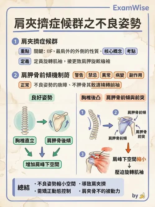 物治 - 肩關節夾擠與旋轉肌袖 - AI 圖文解析預覽