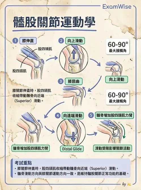 物治 - 髕股關節疼痛與伸展機制 - AI 圖文解析預覽