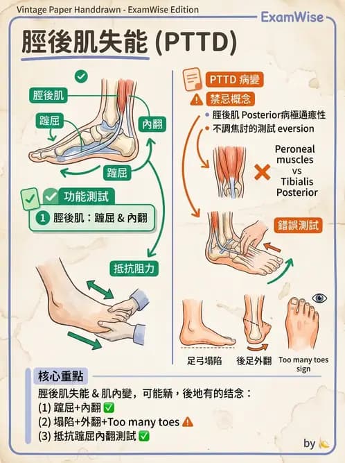 物治 - 踝關節損傷與復健 - AI 圖文解析預覽