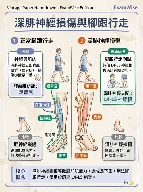 物治 - 踝關節損傷與復健 - AI 圖文解析預覽
