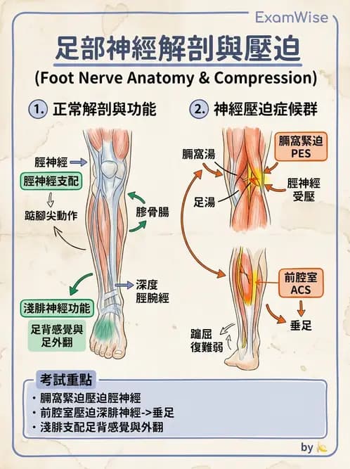 物治 - 踝關節損傷與復健 - AI 圖文解析預覽