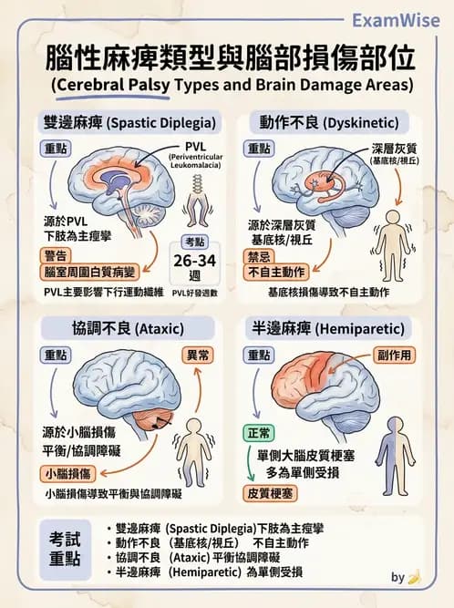 物治 - 腦性麻痺分類、評估與步態 - AI 圖文解析預覽