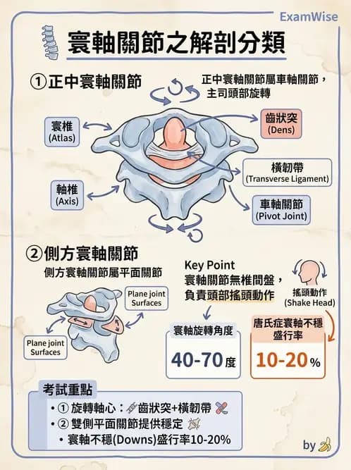 物治 - 骨骼與關節解剖 - AI 圖文解析預覽
