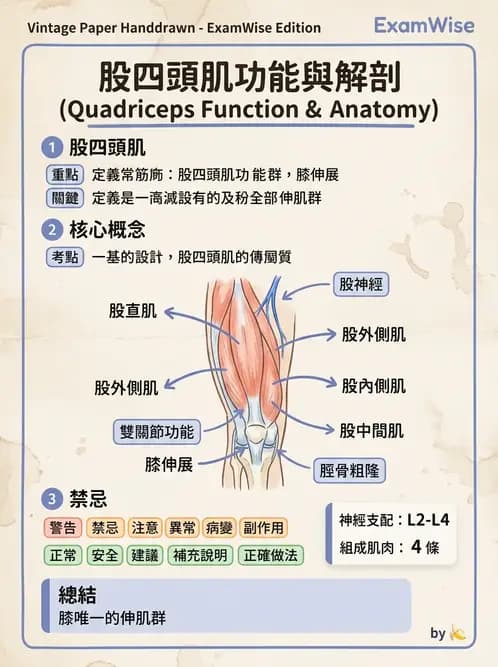 物治 - 軀幹與下肢肌肉解剖 - AI 圖文解析預覽