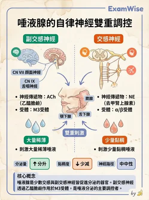 物治 - 神經系統生理 - AI 圖文解析預覽