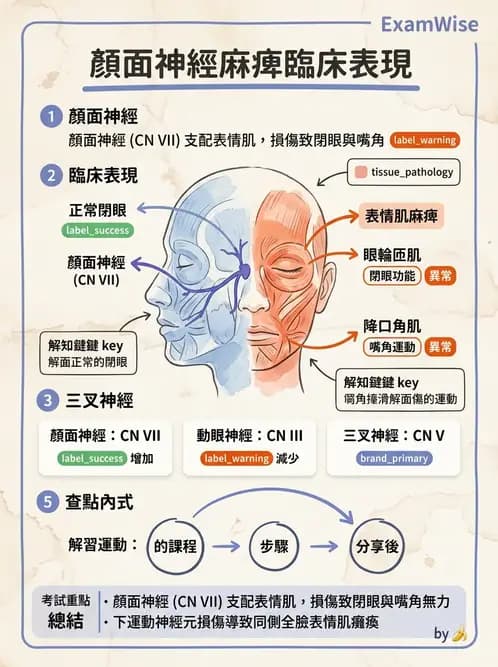 物治 - 腦神經與脊神經解剖 - AI 圖文解析預覽