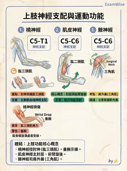 物治 - 周邊與自主神經解剖 - AI 圖文解析預覽