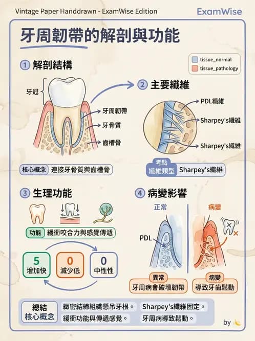 物治 - 消化泌尿生殖系統解剖 - AI 圖文解析預覽