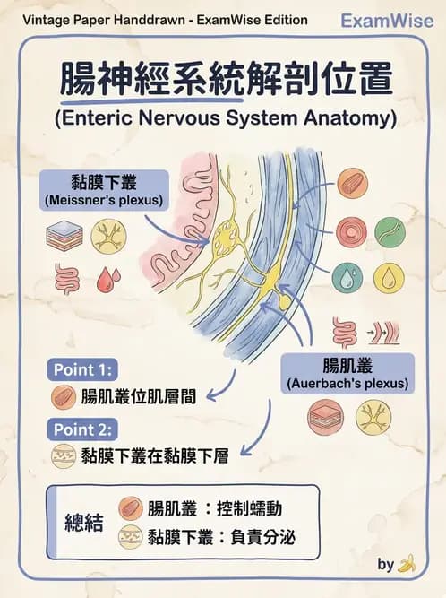 物治 - 消化泌尿生殖系統解剖 - AI 圖文解析預覽