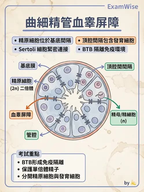 物治 - 消化泌尿生殖系統解剖 - AI 圖文解析預覽