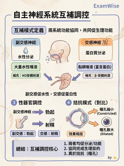 物治 - 神經系統生理 - AI 圖文解析預覽