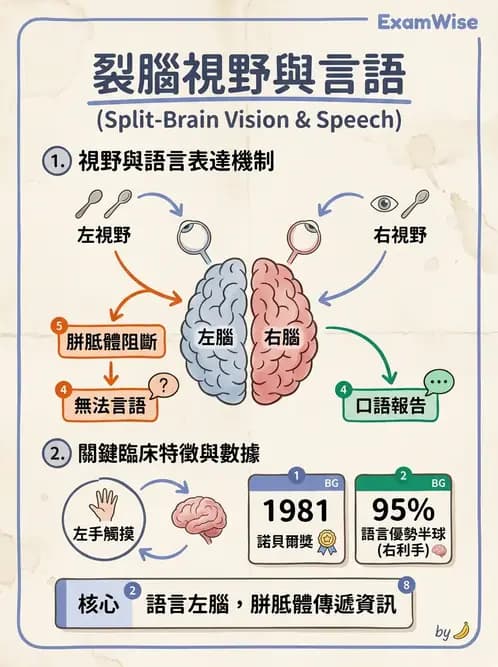 物治 - 神經系統生理 - AI 圖文解析預覽