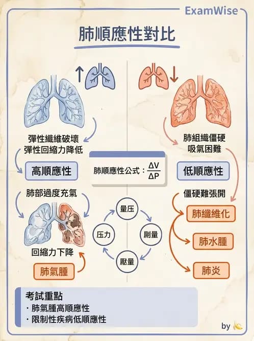 物治 - 呼吸生理 - AI 圖文解析預覽