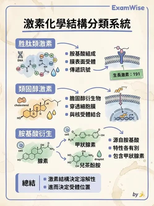 物治 - 內分泌系統生理 - AI 圖文解析預覽