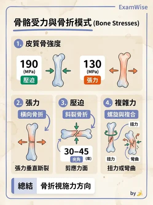 物治 - 組織生物力學 - AI 圖文解析預覽