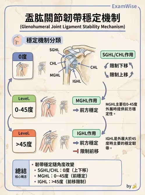 物治 - 肩關節複合體生物力學 - AI 圖文解析預覽