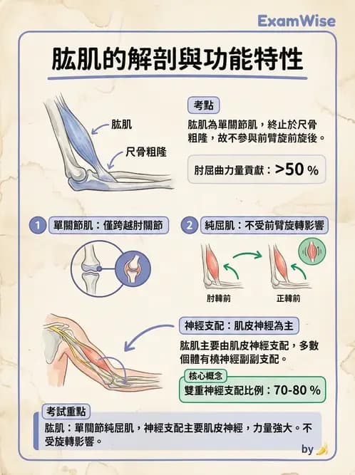 物治 - 肘關節與前臂生物力學 - AI 圖文解析預覽