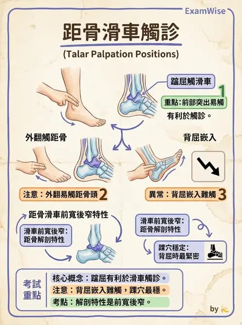 物治 - 踝與足部肌動學與生物力學 - AI 圖文解析預覽