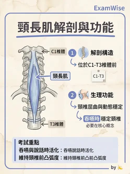物治 - 頸椎肌動學與生物力學 - AI 圖文解析預覽