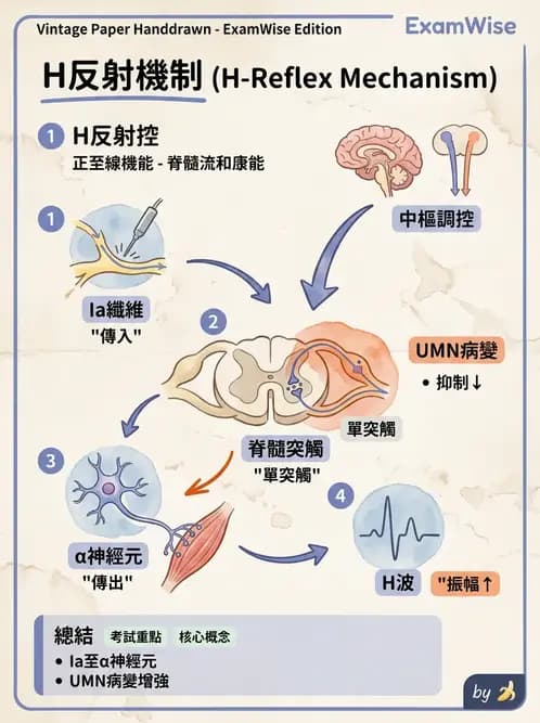 物治 - 電生理診斷 - AI 圖文解析預覽
