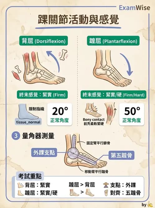 物治 - 下肢與脊椎關節活動度 - AI 圖文解析預覽