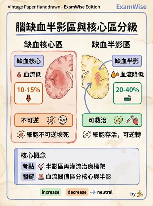 物治 - 腦中風病理與血管解剖 - AI 圖文解析預覽