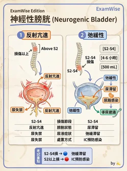 物治 - SCI評估分類與症候群 - AI 圖文解析預覽