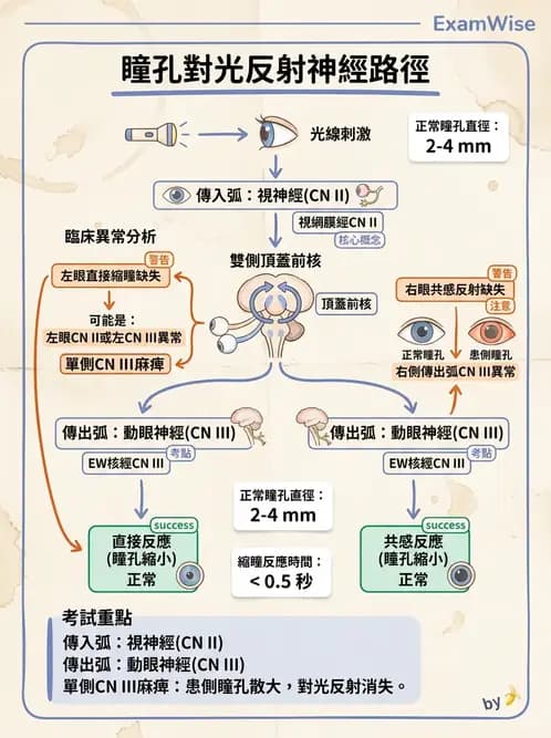 物治 - TBI病理評估與GCS - AI 圖文解析預覽