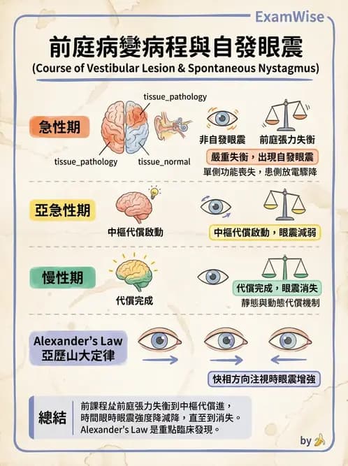 物治 - 前庭系統與前庭復健 - AI 圖文解析預覽