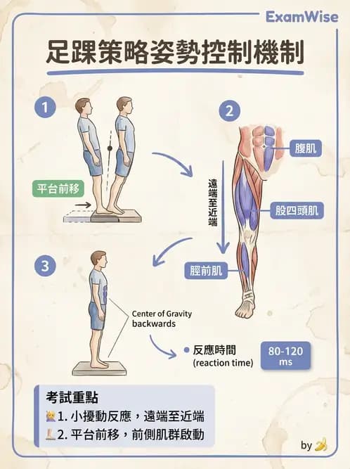 物治 - 動作控制理論 - AI 圖文解析預覽