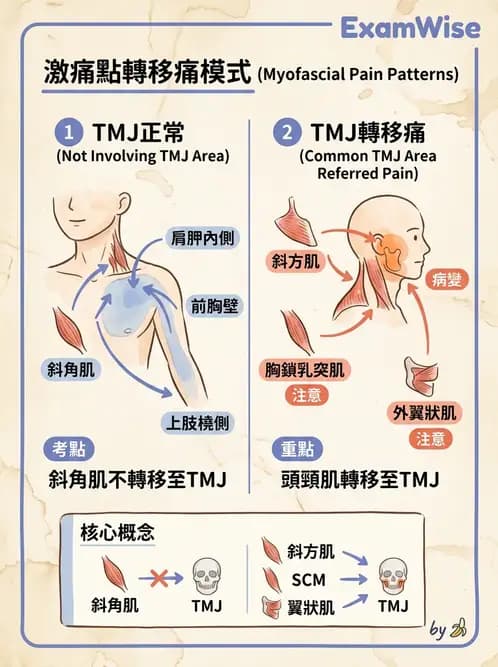 物治 - 顳頷關節 - AI 圖文解析預覽