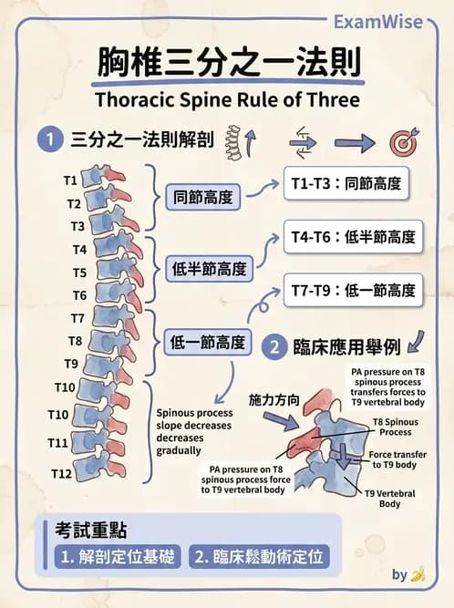 物治 - 胸椎與肋骨 - AI 圖文解析預覽