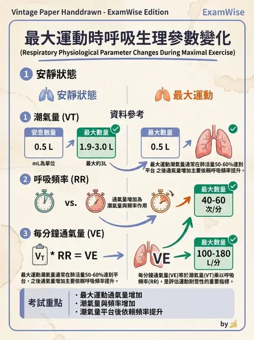 物治 - 呼吸解剖、生理與力學 - AI 圖文解析預覽