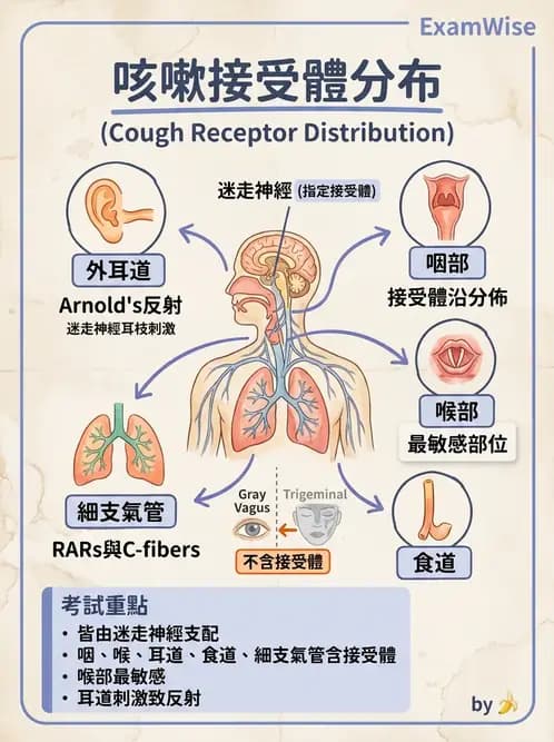 內專 - 肺功能檢查與支氣管擴張 - AI 圖文解析預覽