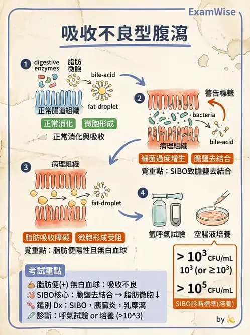 內專 - 胃炎、術後併發症與其他上消化道疾病 - AI 圖文解析預覽