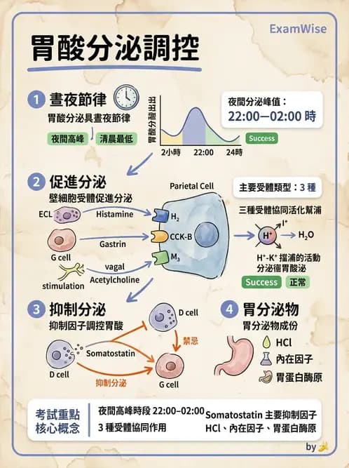 內專 - 胃炎、術後併發症與其他上消化道疾病 - AI 圖文解析預覽