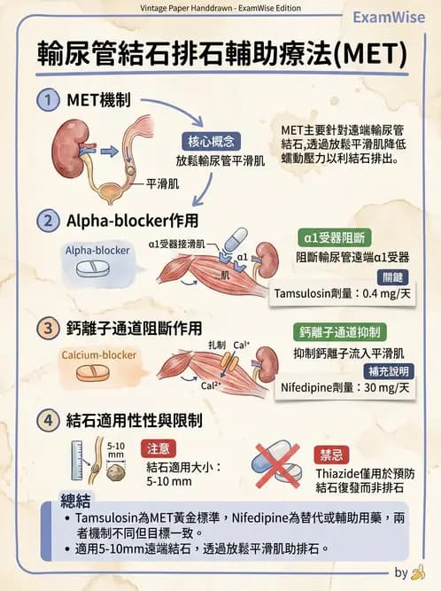 內專 - 多囊腎與腎結石 - AI 圖文解析預覽