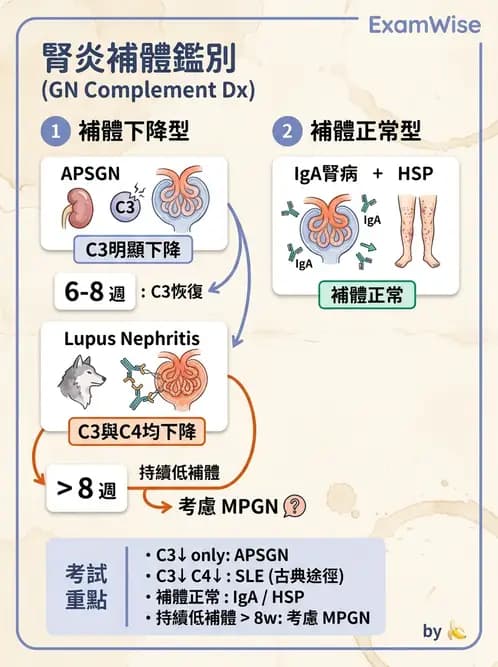 內專 - 繼發性腎絲球腎炎 - AI 圖文解析預覽