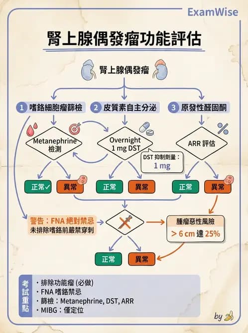 內專 - 嗜鉻細胞瘤與腎上腺髓質 - AI 圖文解析預覽