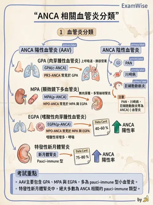 內專 - 血管炎 - AI 圖文解析預覽