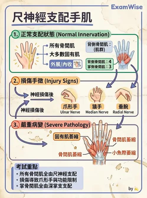 內專 - 神經肌肉接合與周邊神經疾病 - AI 圖文解析預覽
