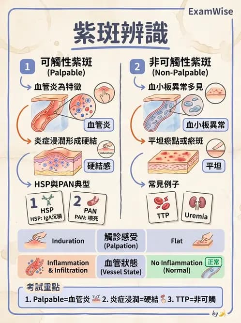 內專 - 繼發性腎絲球腎炎 - AI 圖文解析預覽