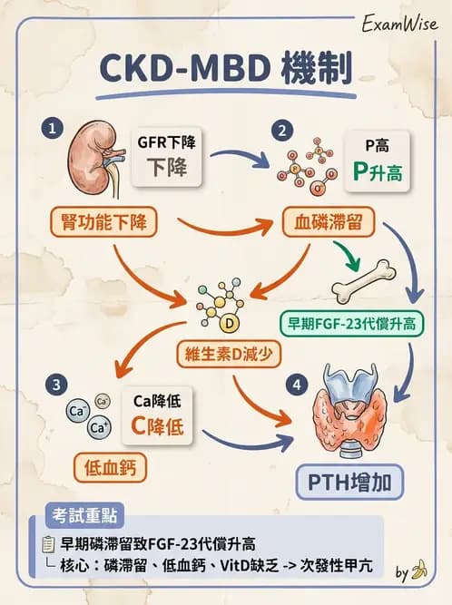 內專 - 慢性腎臟病管理 - AI 圖文解析預覽