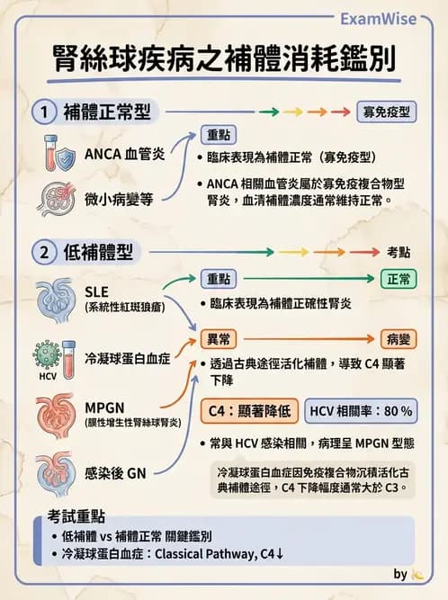 內專 - 原發性腎絲球腎炎 - AI 圖文解析預覽